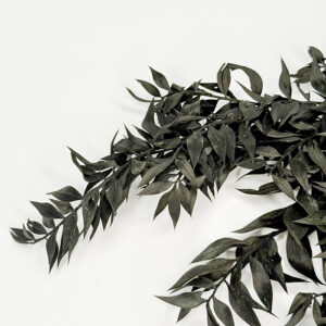 Ruskus Stabilizowany