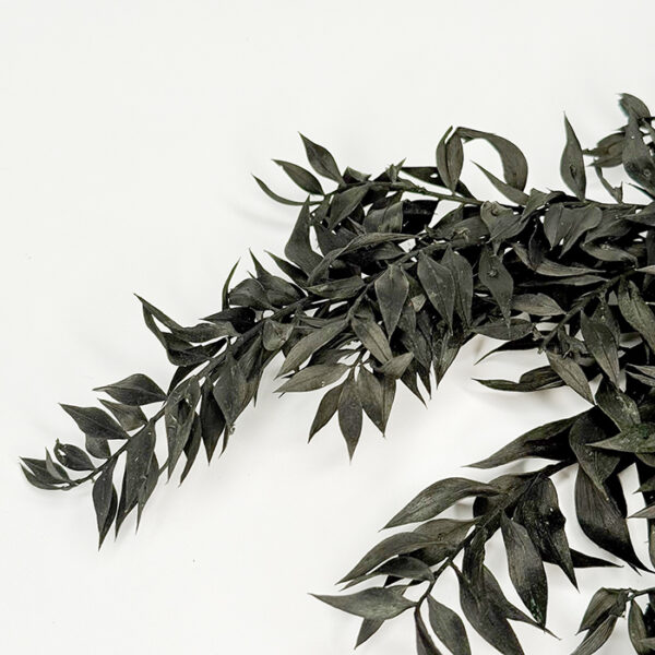 Ruskus Stabilizowany