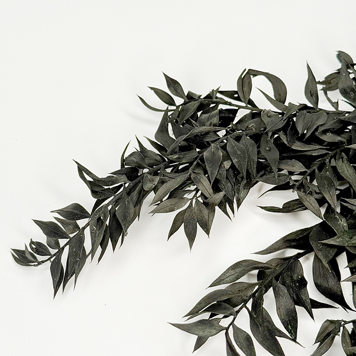 Ruskus Stabilizowany