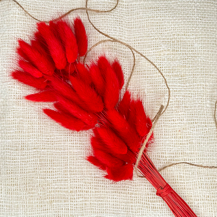 Dmuszek Jajowaty (Lagurus) Czerwony