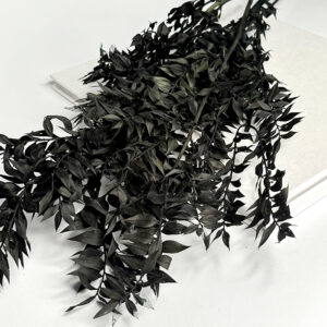 Ruskus Stabilizowany