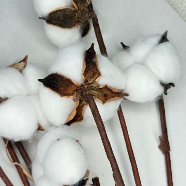 Bawełna Suszona Biała