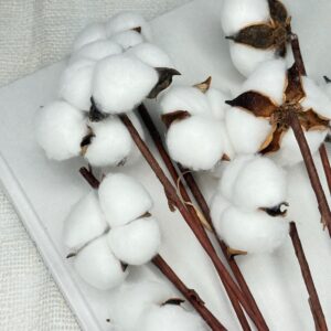 Bawełna Suszona Biała