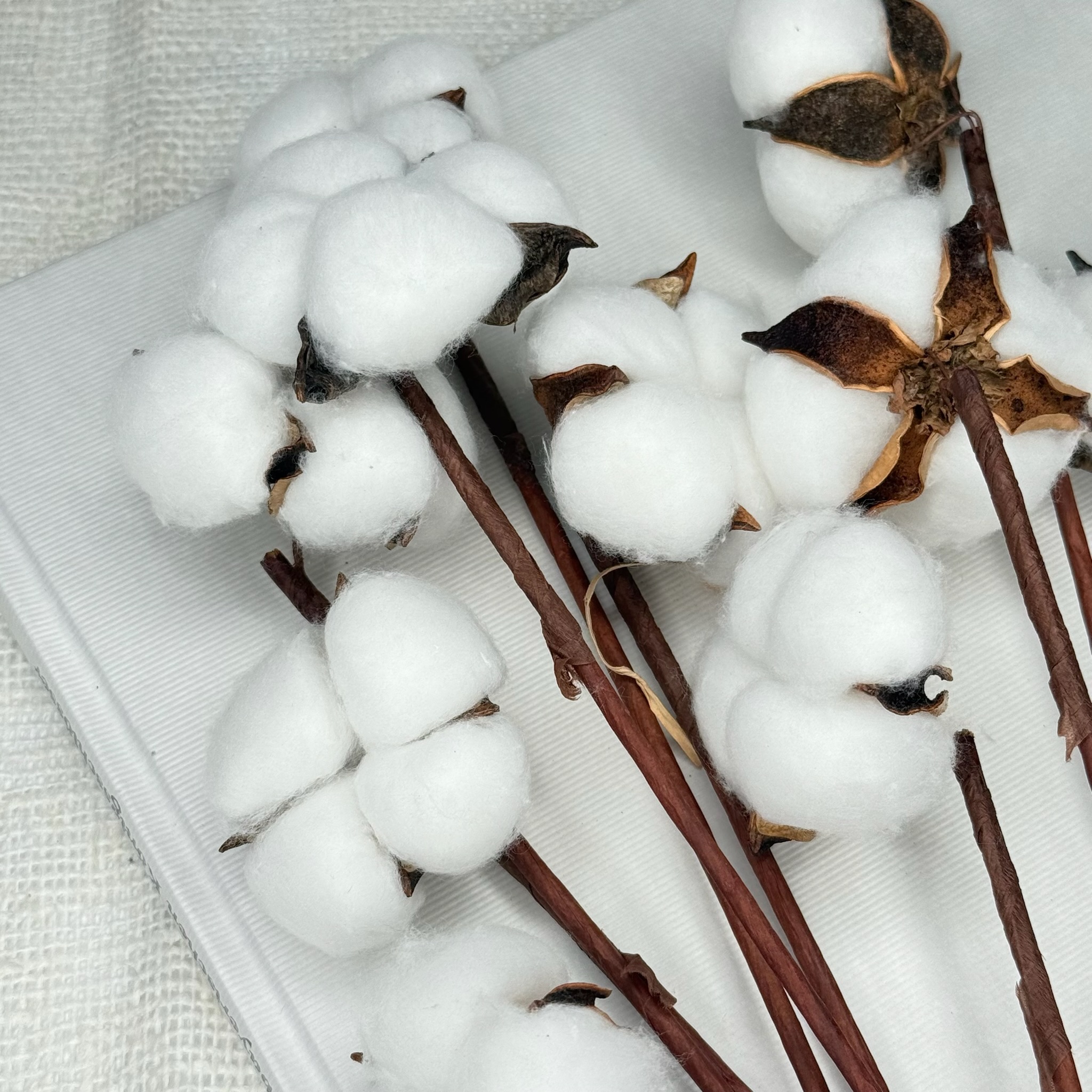 Bawełna Suszona Biała