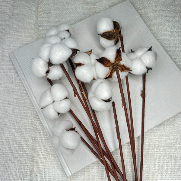 Bawełna Suszona Biała