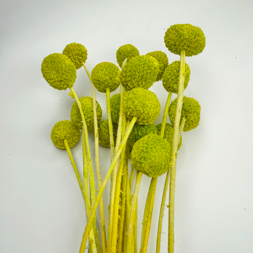 kraspedia kulista zielona